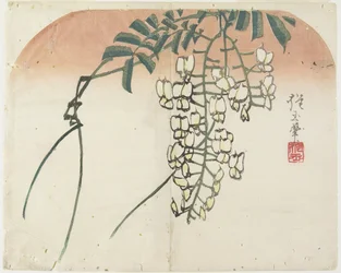 (Glycine blanche), vers 1830